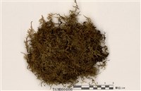 藏品(寬葉青苔)的圖片